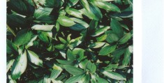《桃花映江山》-全集百度云【1280P网盘共享】超清晰画质